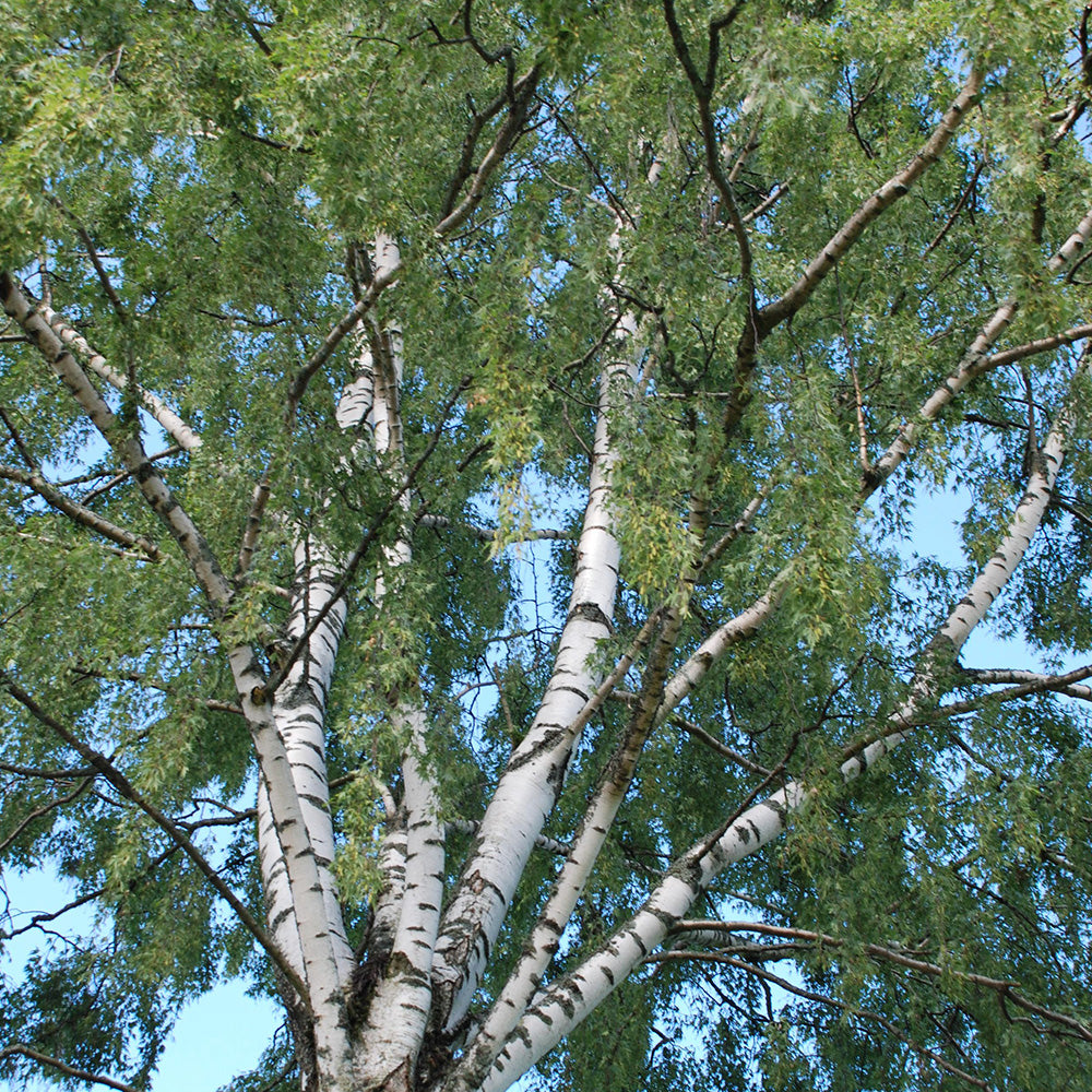 Betula pendula Dalecarlica Tree (12L, 5-6ft)