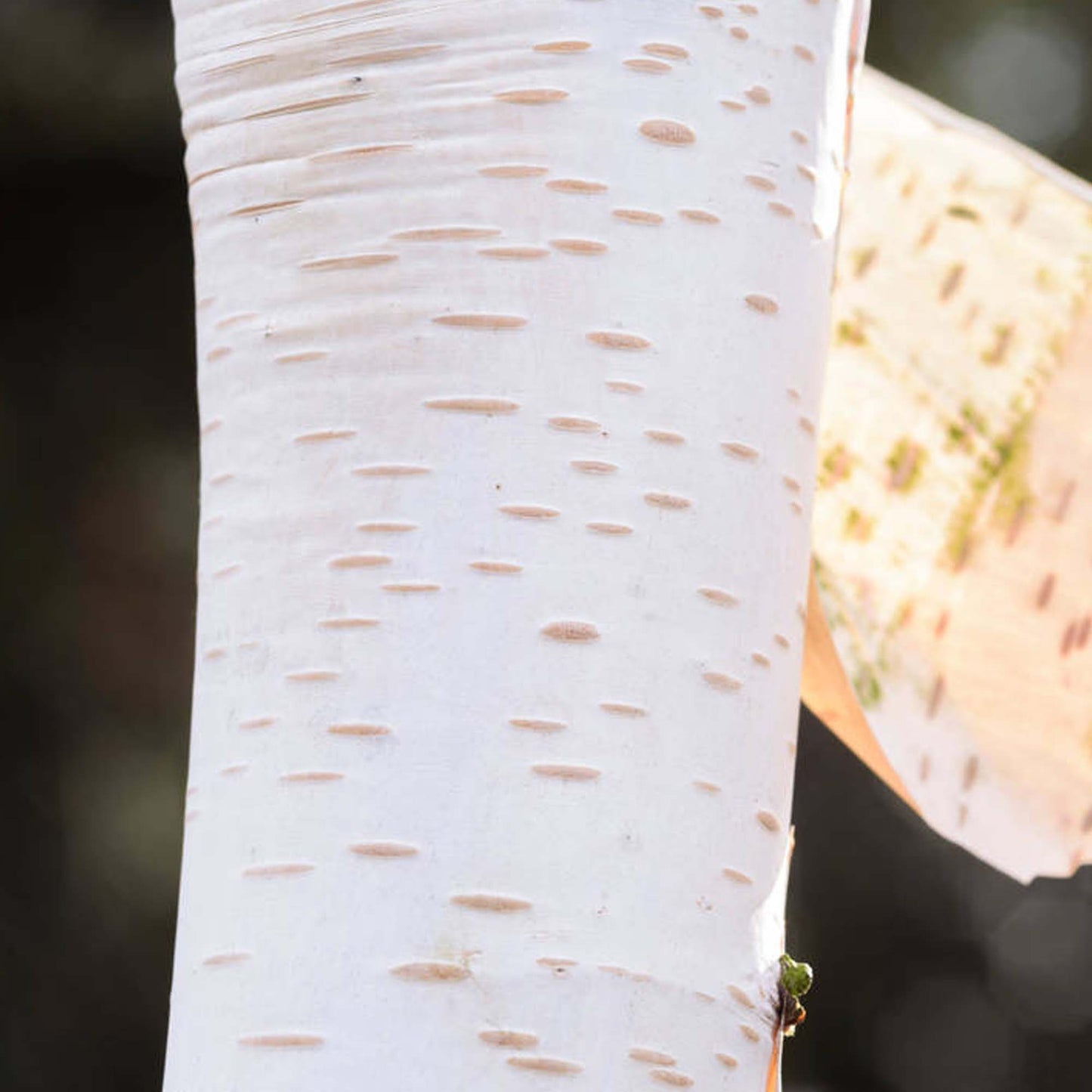 Betula Whiteness Tree (12L, 5-6ft)