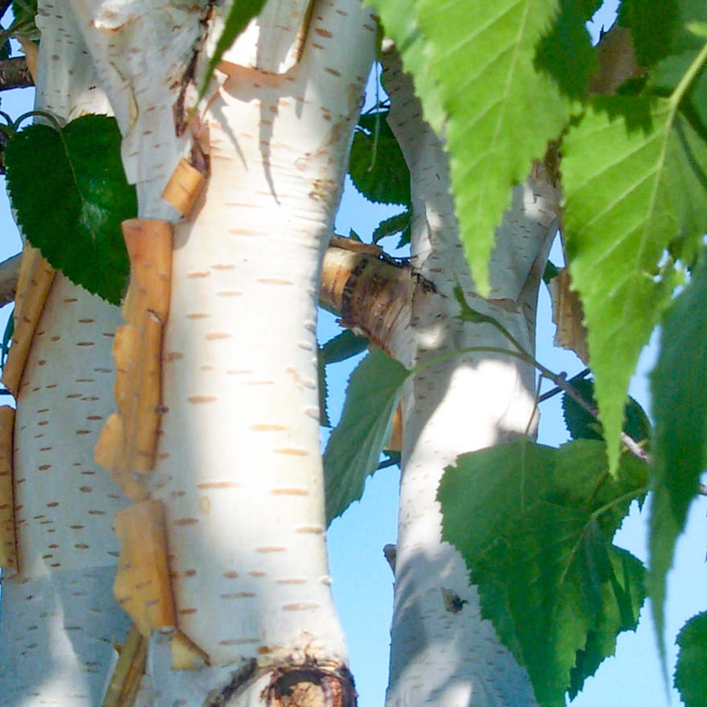 Betula Whiteness Tree (12L, 5-6ft)