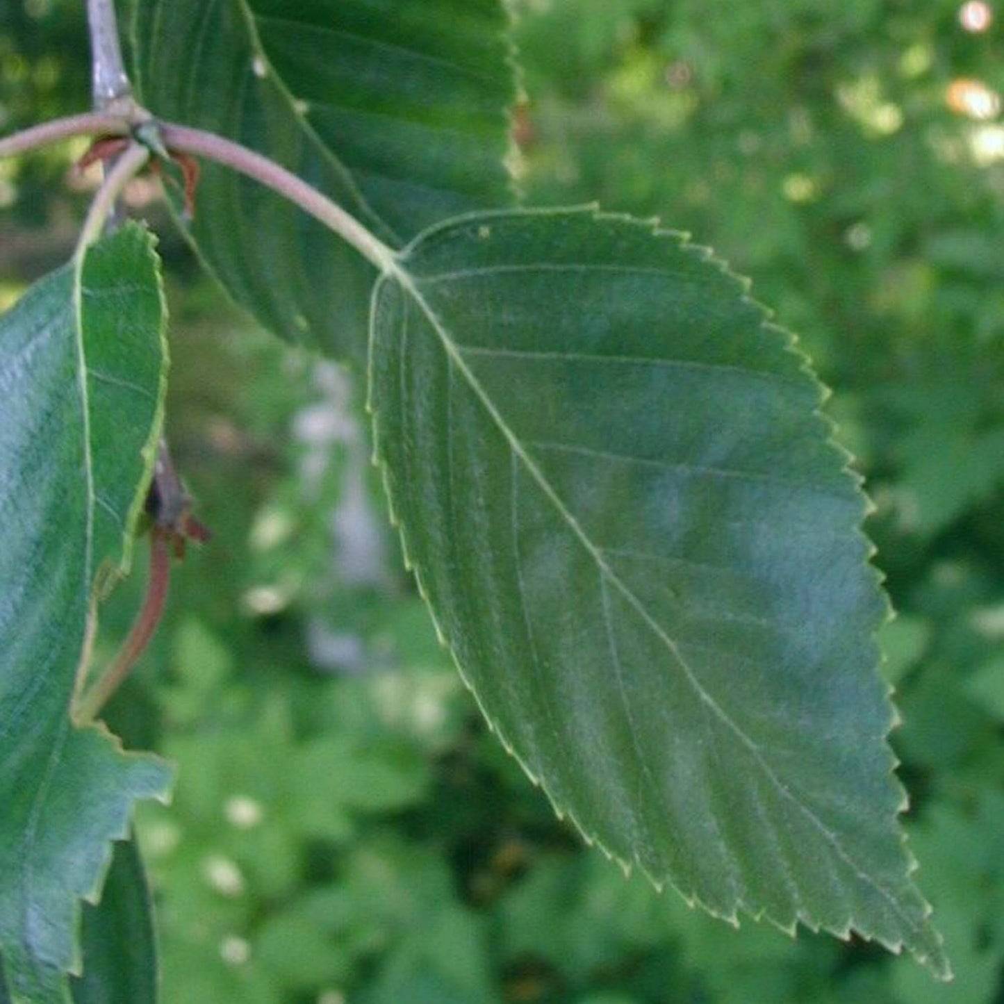 Betula Whiteness Tree (12L, 5-6ft)