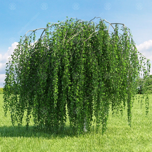 Betula pendula Youngii Tree (12L, 5-6ft)