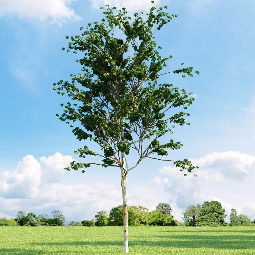 Betula Fascination Tree (12L, 5-6ft)