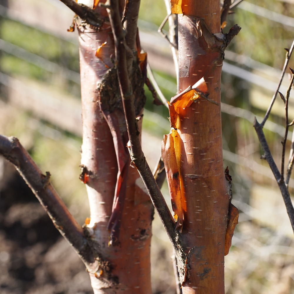 Betula Fascination Tree (12L, 5-6ft)