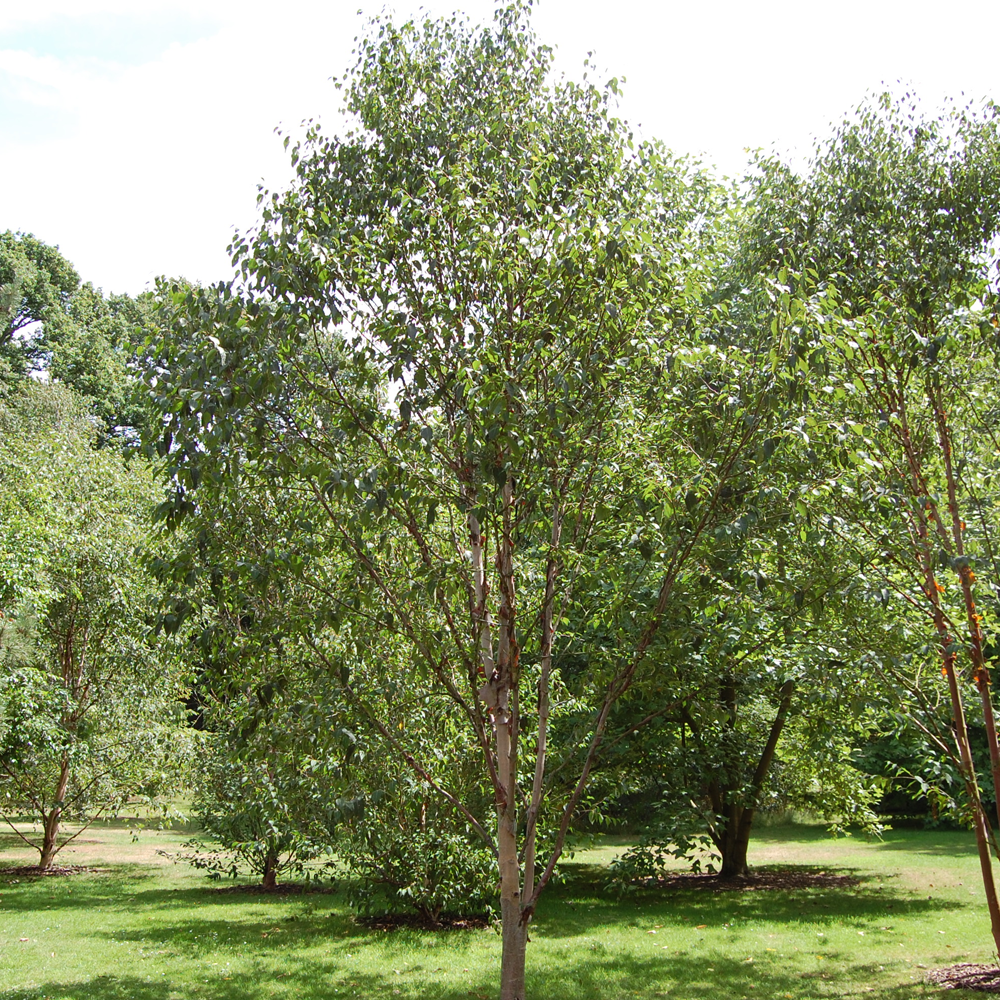 Betula Fascination Tree (12L, 5-6ft)