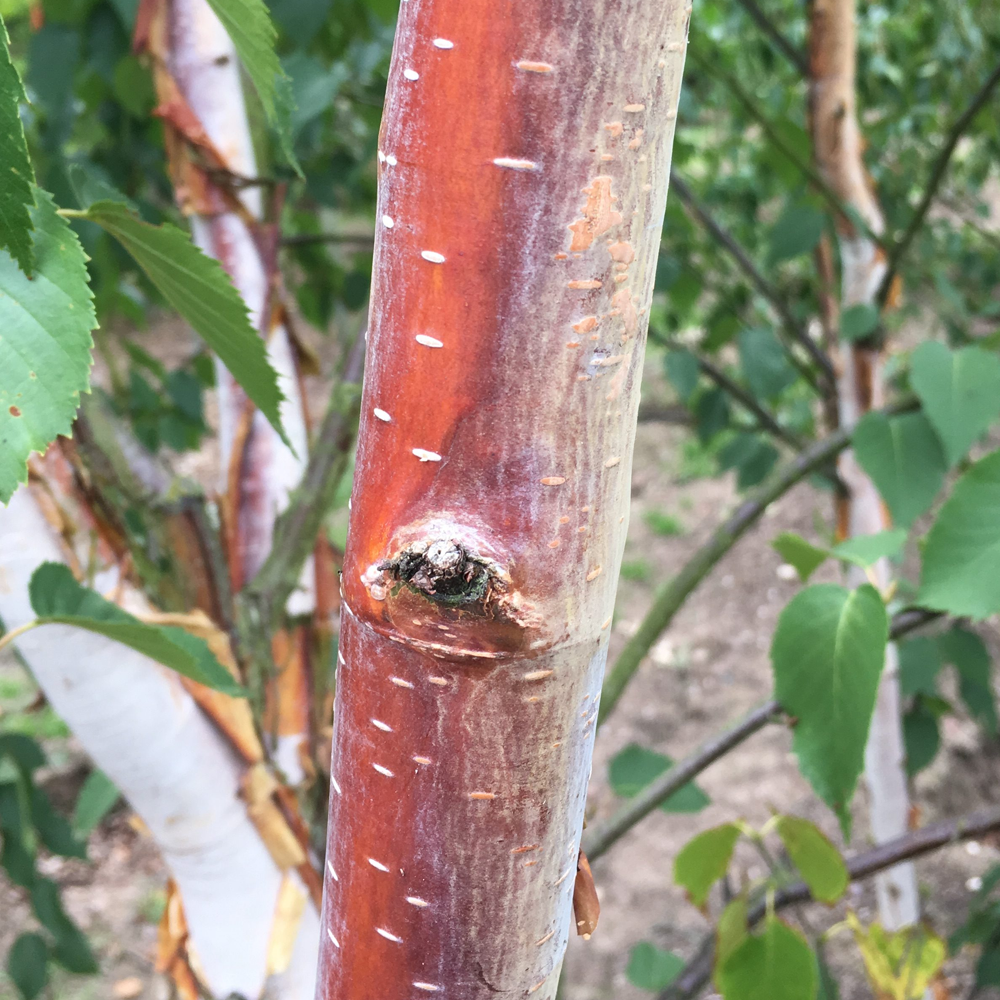 Betula Fascination Tree (12L, 5-6ft)