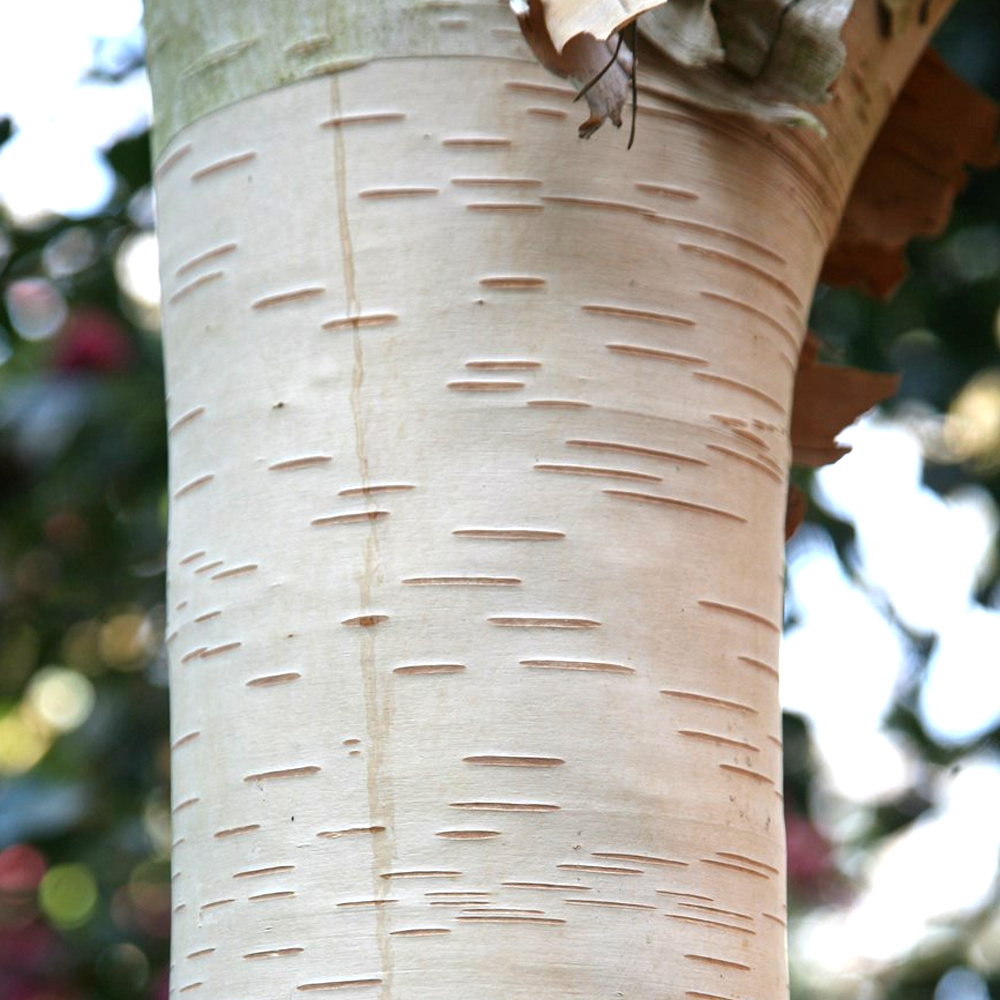 Betula Grayswood Ghost Tree (12L, 5-6ft)