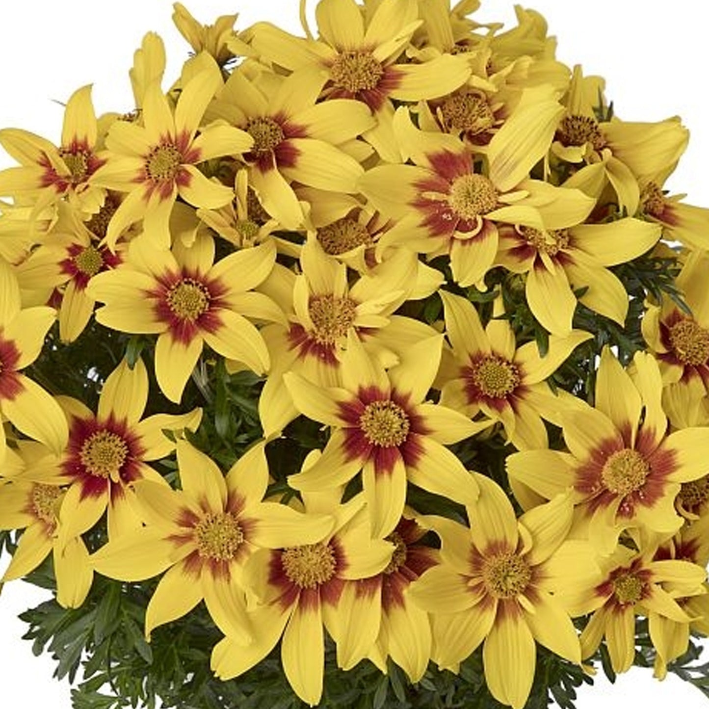 Basket Plants - Bidens Eternal Flame (6 Pack)