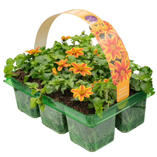 Basket Plants - Bidens Samurai (6 pack)