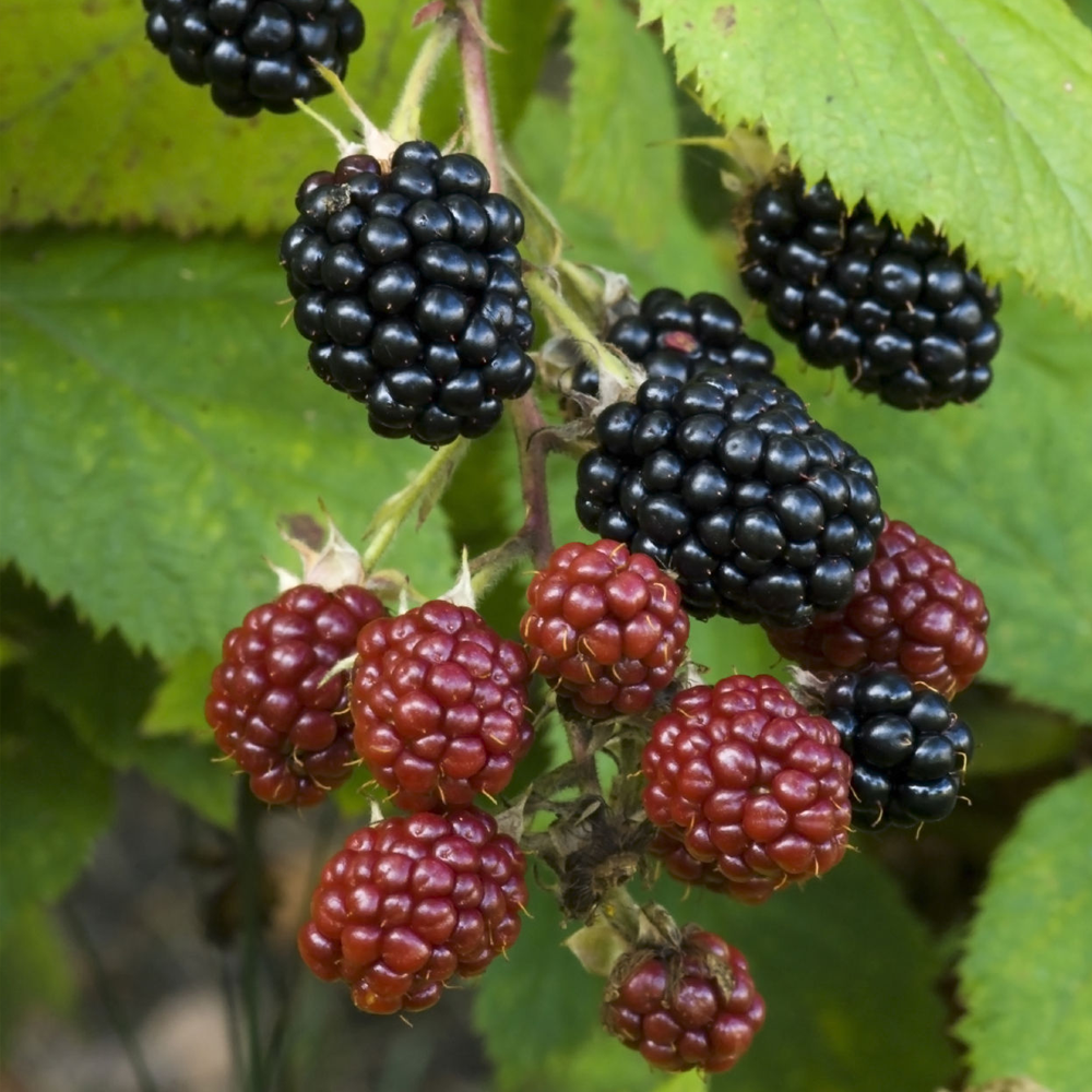 Blackberry Thornless Evergreen (9cm)