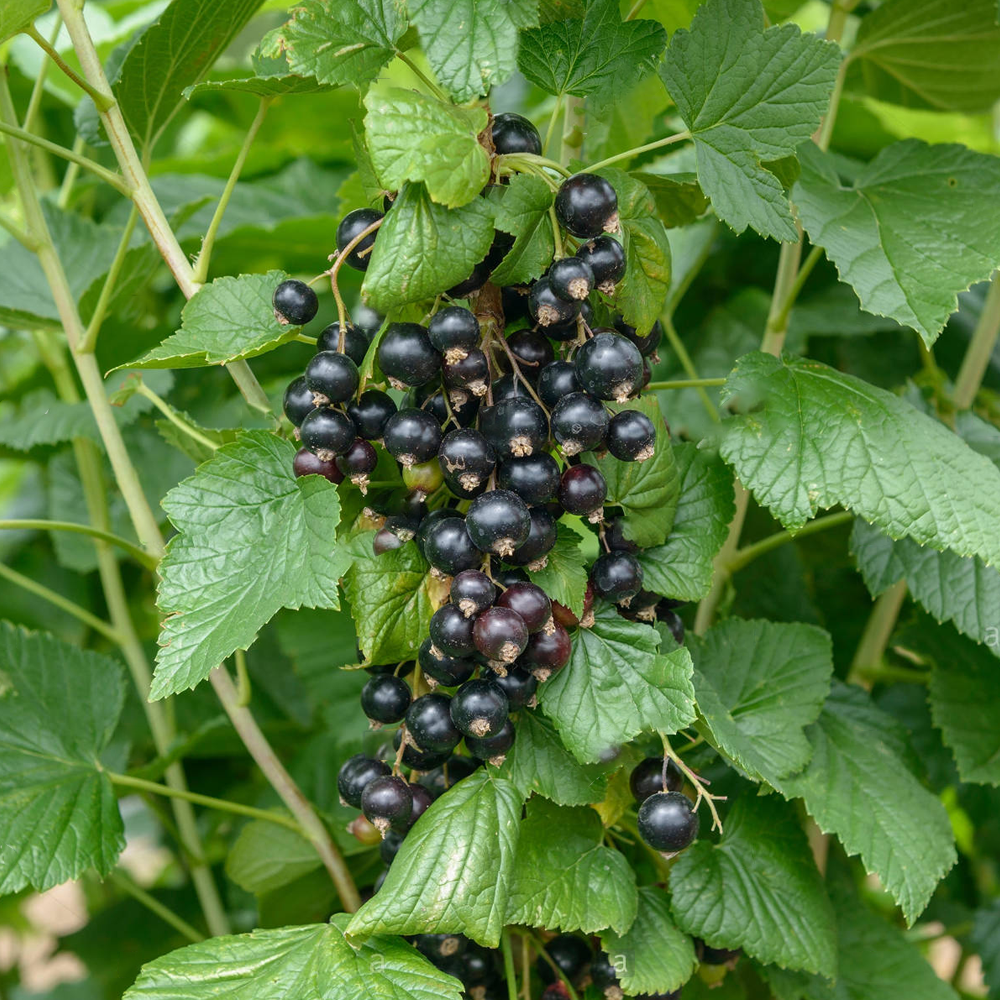 Blackcurrant Ben Nevis (9cm)