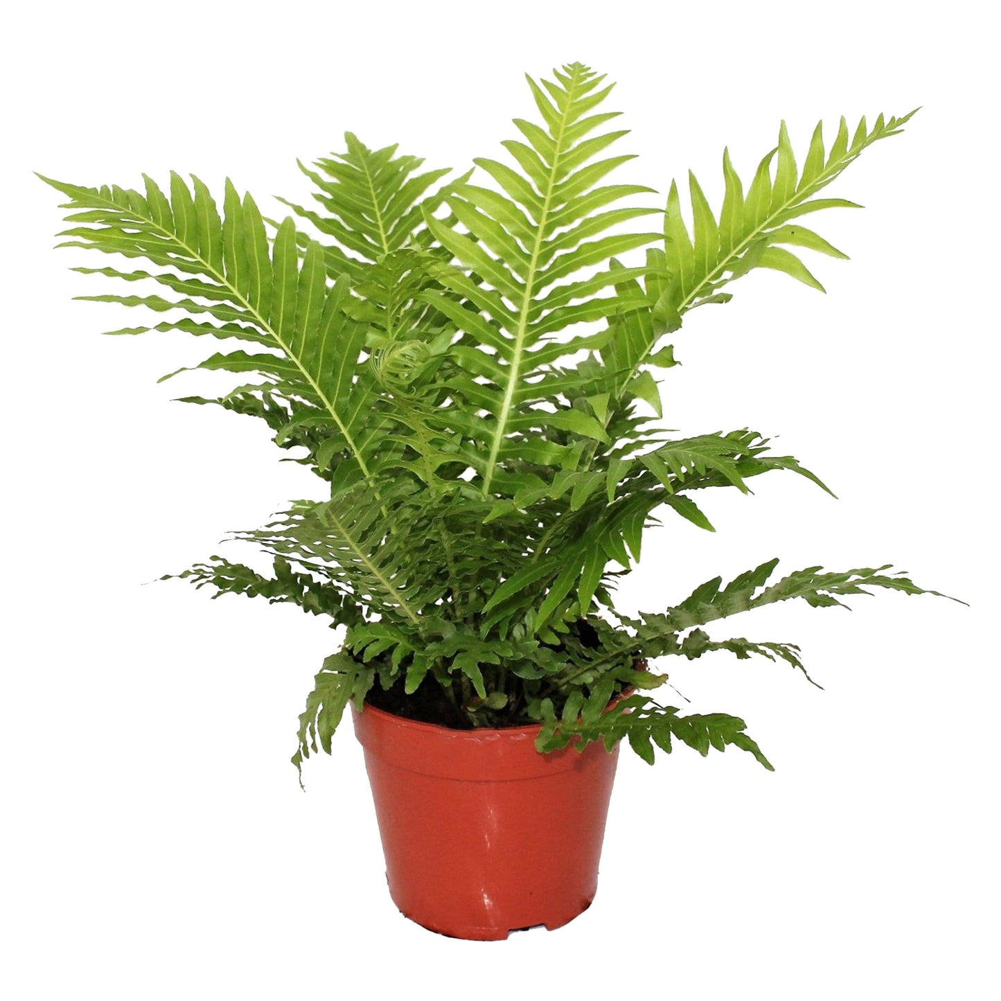 Blechnum Silver Lady (12cm) V4