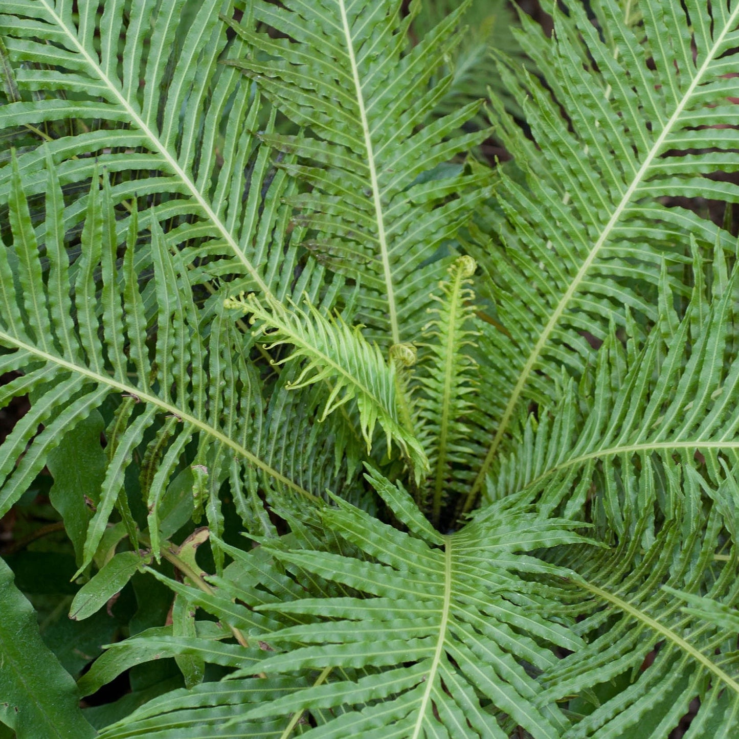 Blechnum Silver Lady (12cm) V4