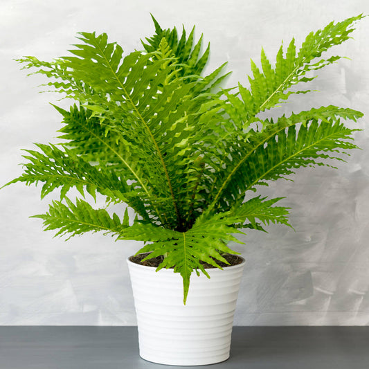 Blechnum Silver Lady (12cm) V1