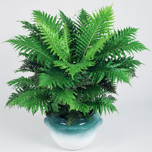 Blechnum Silver Lady (12cm) V3
