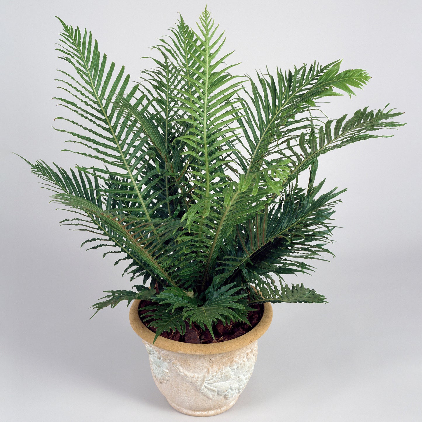 Blechnum Silver Lady (12cm) V4