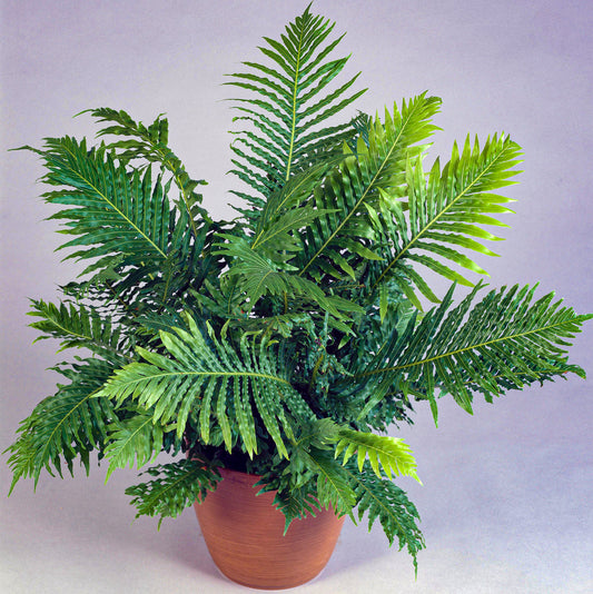 Blechnum Silver Lady (12cm) V5