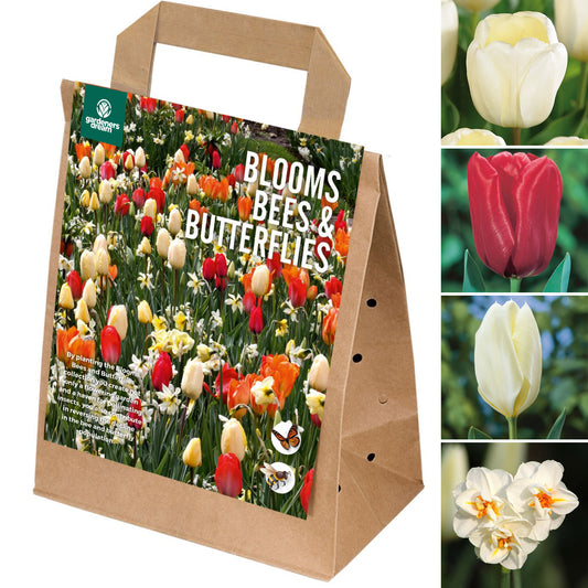 Blooms, Bees & Butterflies - Sunshine Shades (Pack of 25)