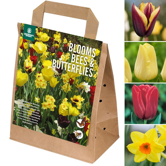 Blooms, Bees & Butterflies - Yellow & Maroon Shades (Pack of 25)