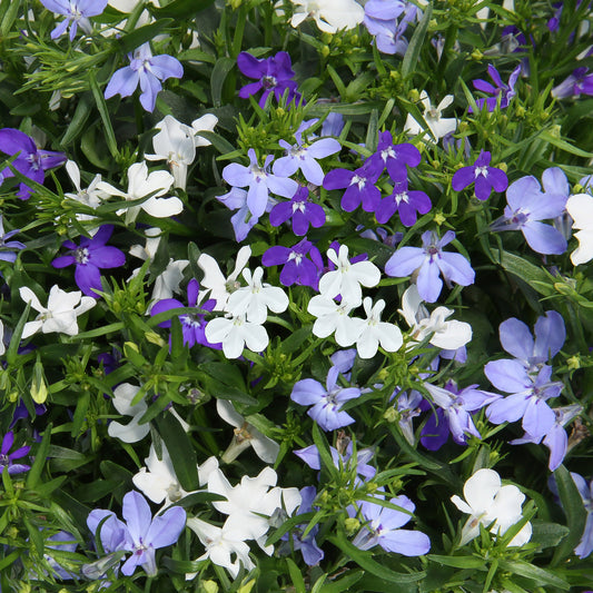 Basket Plants - Trio Blue Fashion (13cm)