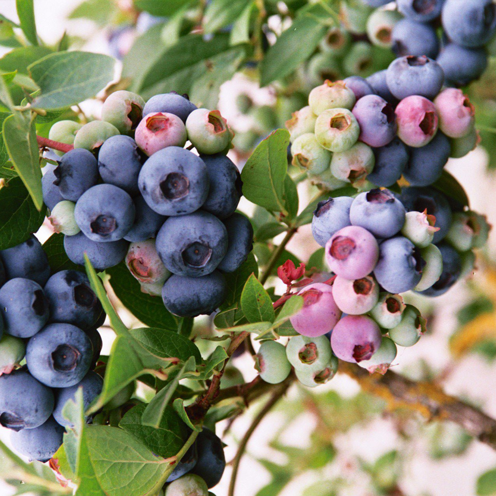 Blueberry Darrow (9cm)