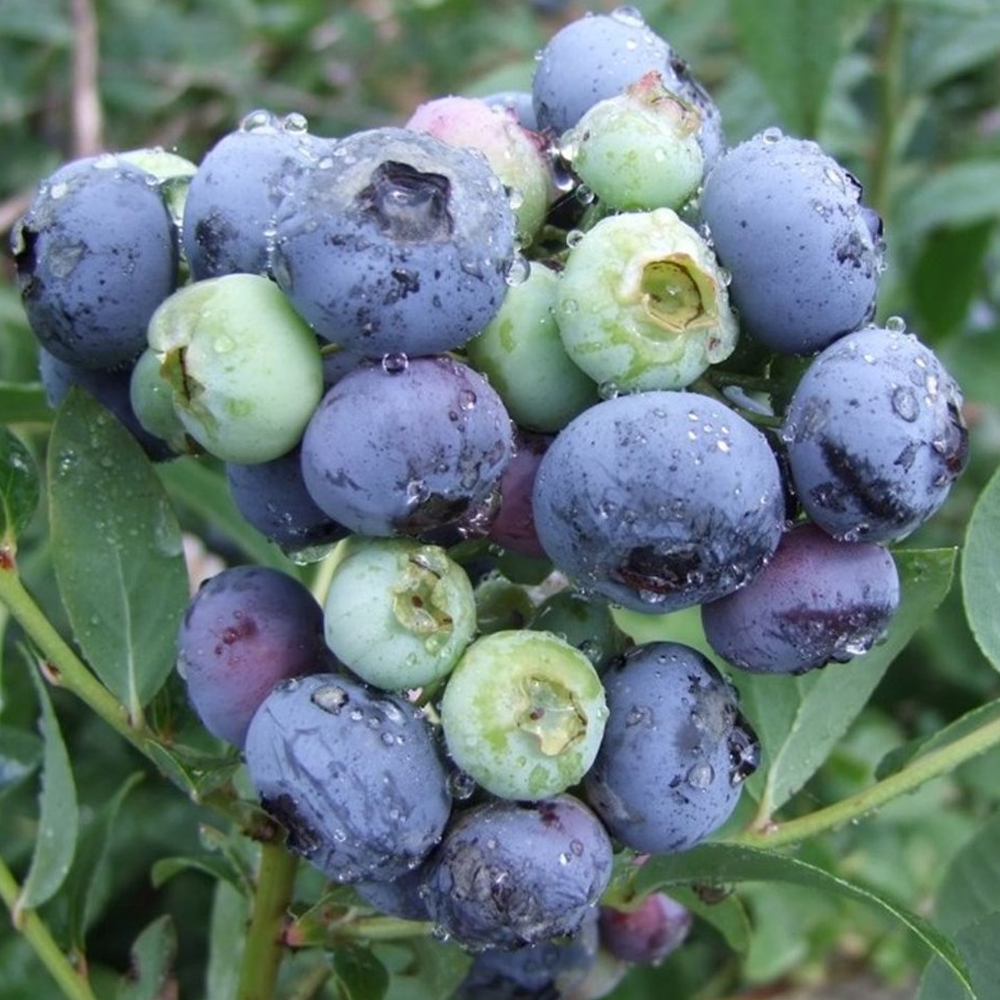 Blueberry Darrow (9cm)