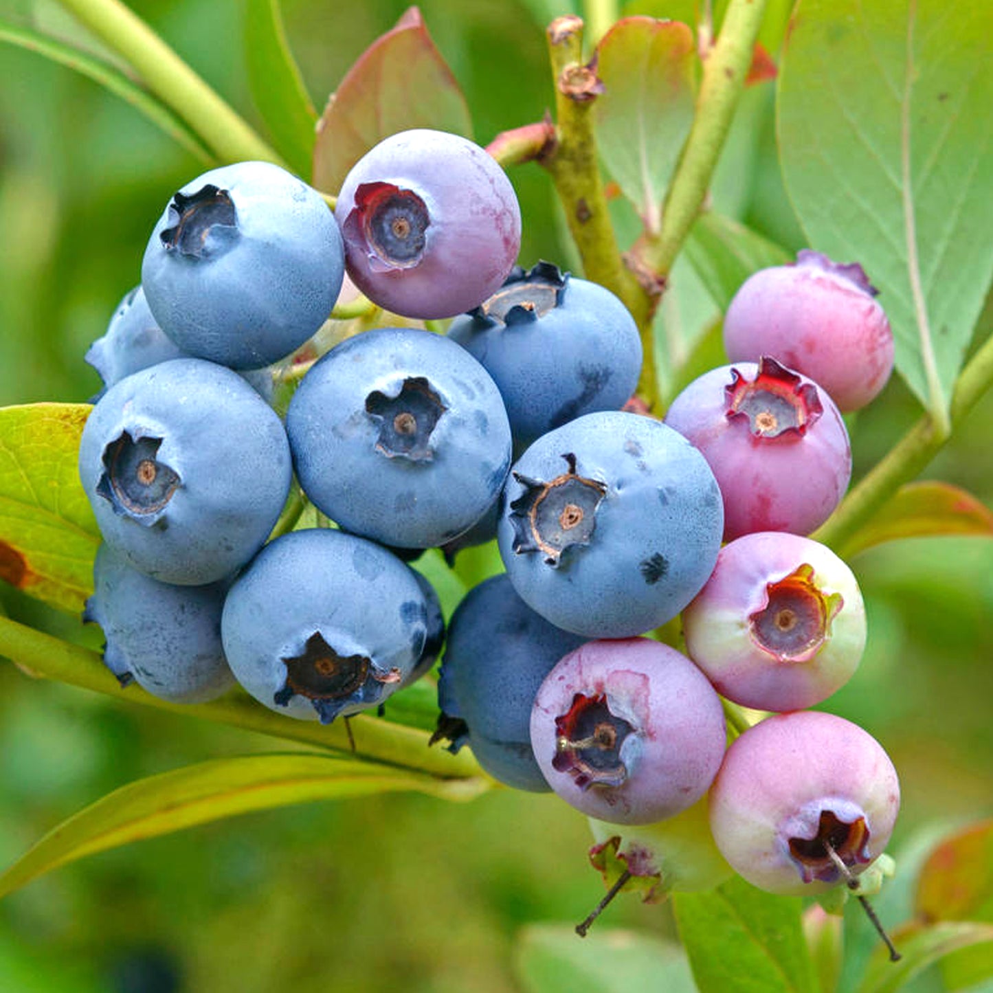 Blueberry Bluecrop (9cm)