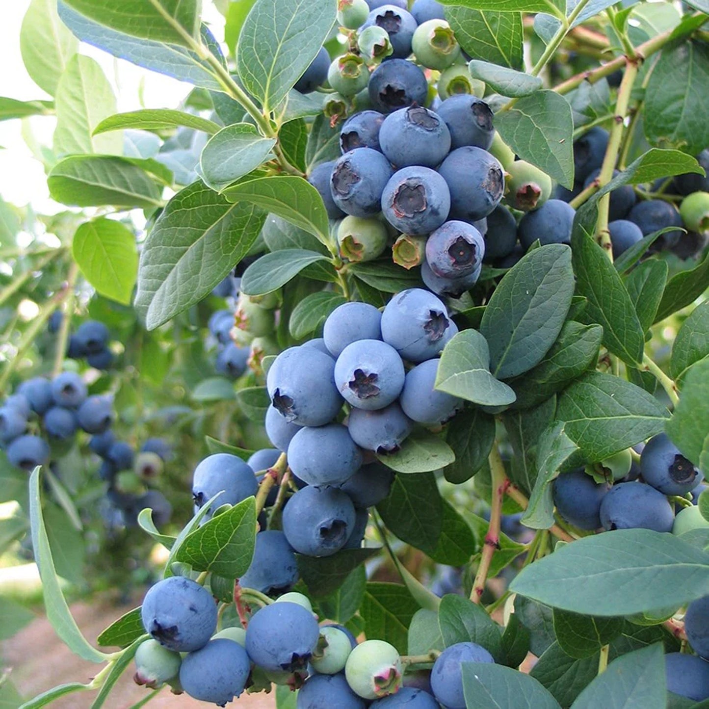 Blueberry Bluecrop (9cm)