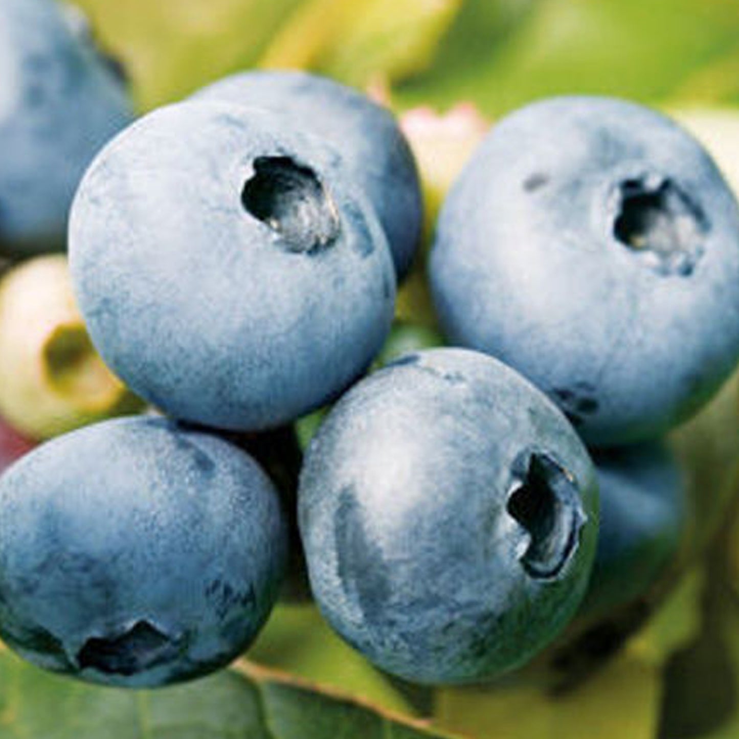 Blueberry Bluecrop (9cm)