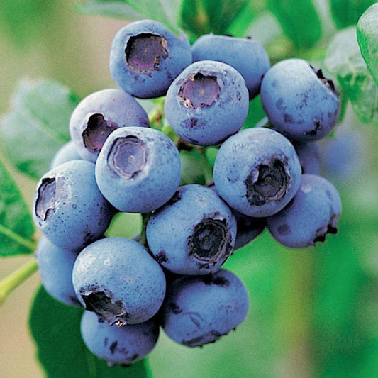 Blueberry Goldtraube (9cm)