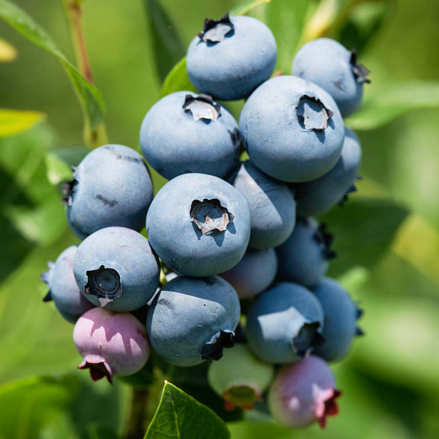 Blueberry Jersey (9cm)