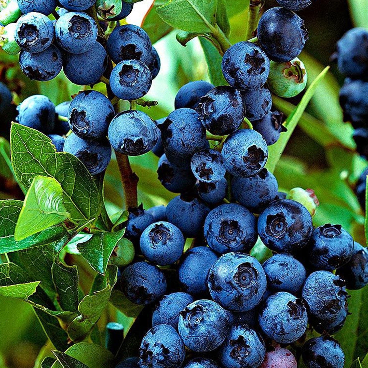 Blueberry Jersey (9cm)