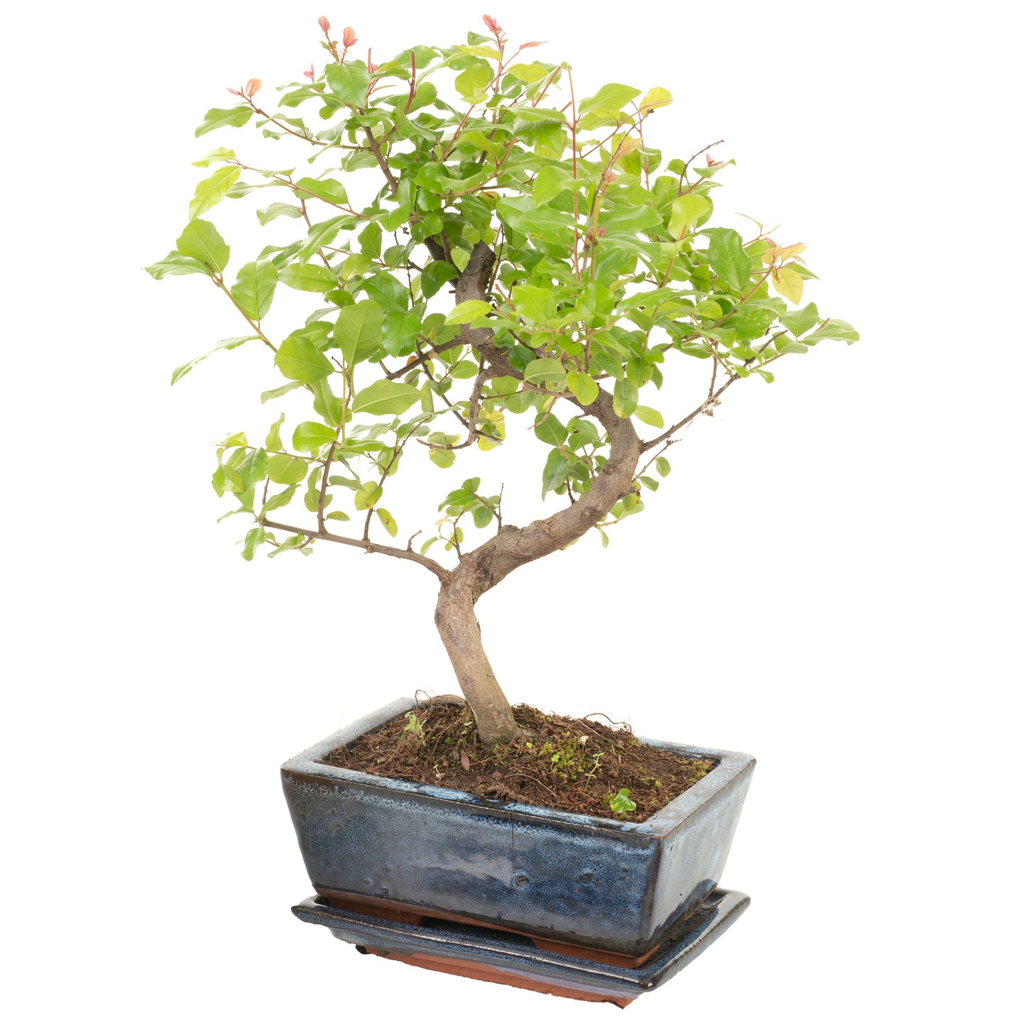 S-Shaped Bonsai (20cm)