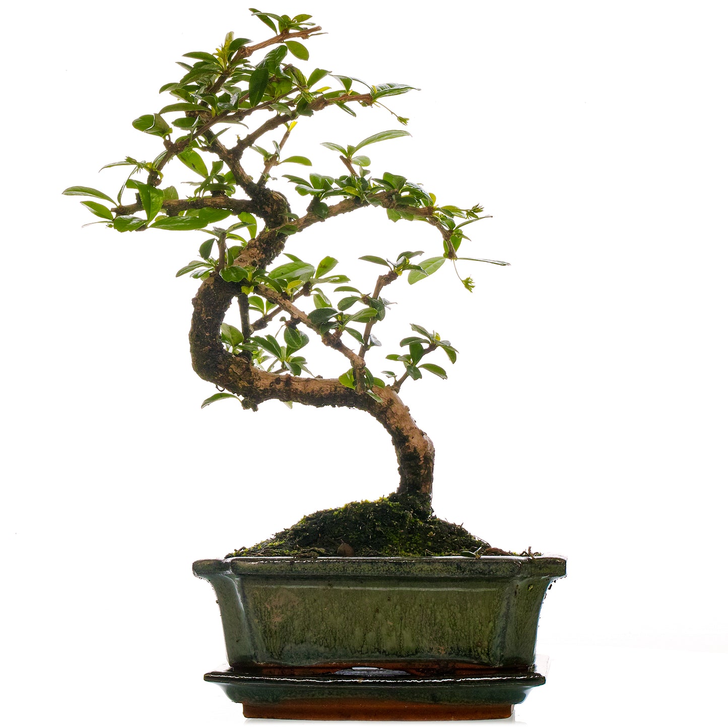 Bonsai Carmona