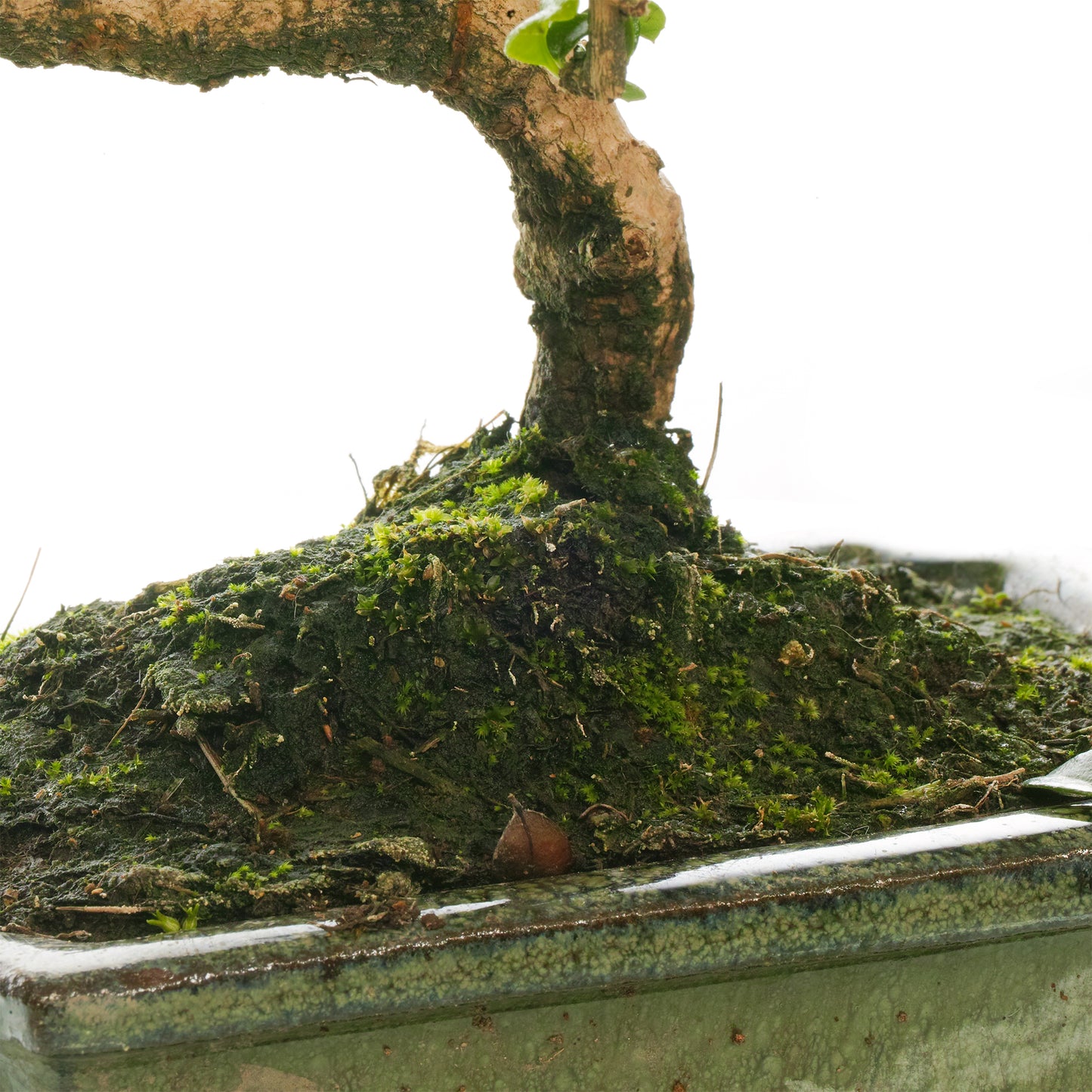 Bonsai Carmona