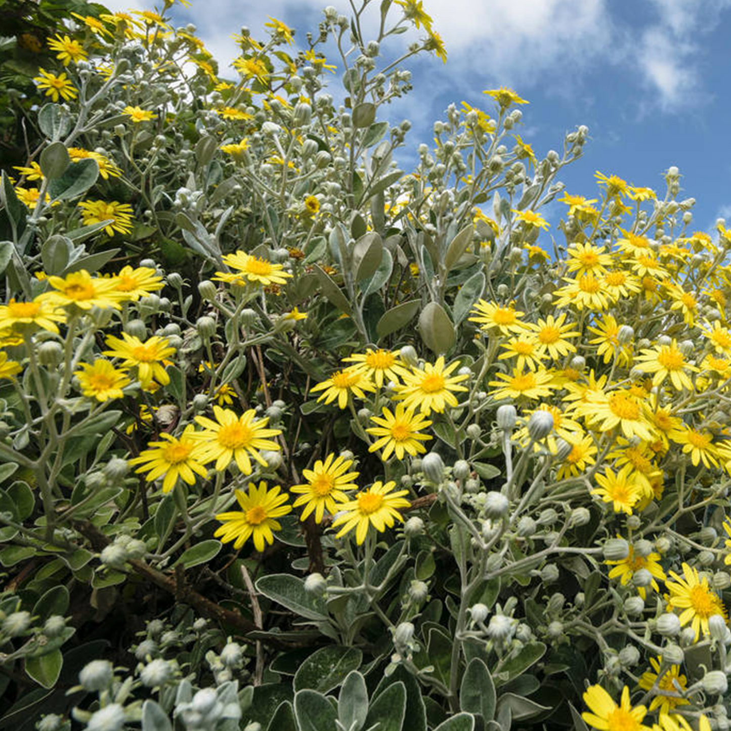 Brachyglottis Sunshine (9cm)