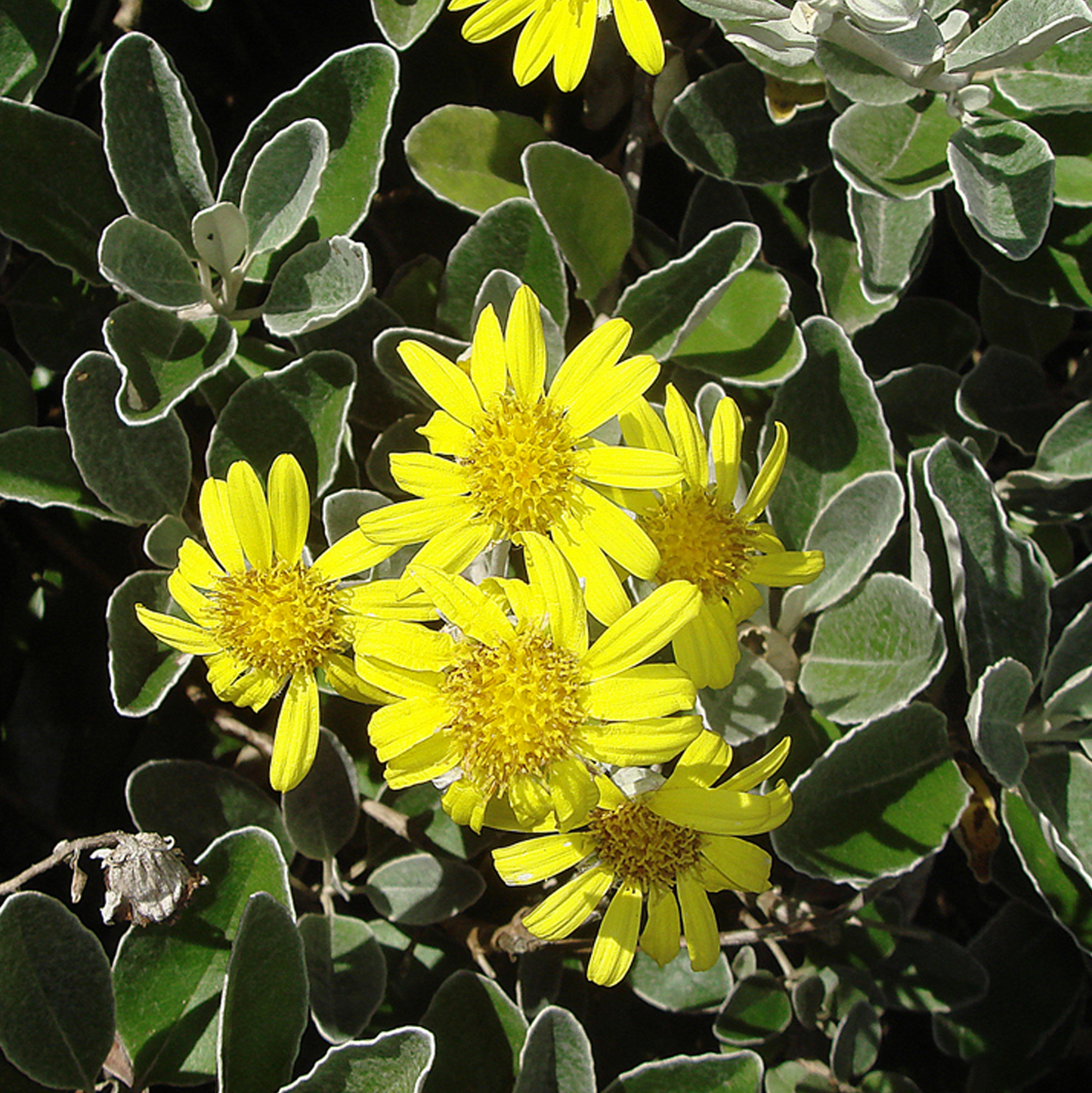 Brachyglottis Sunshine (9cm)