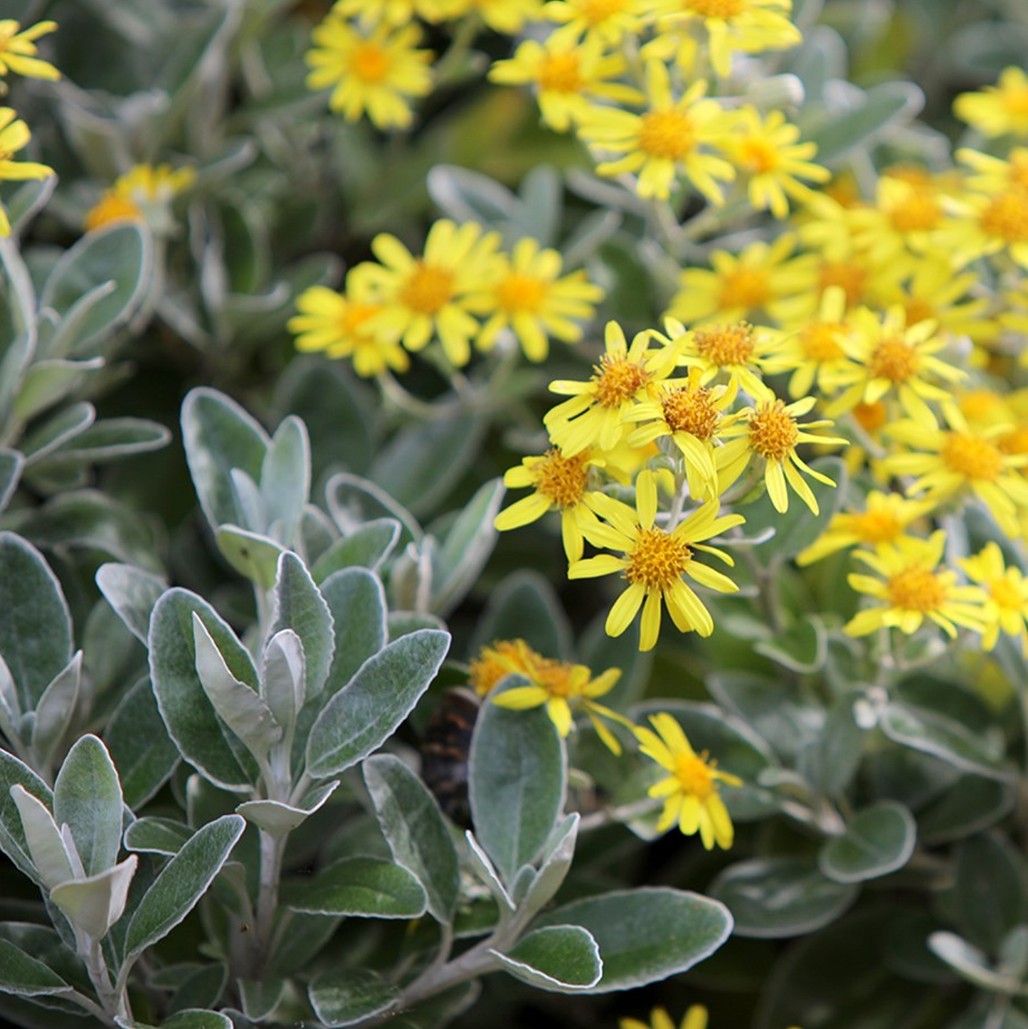 Brachyglottis Sunshine (9cm)