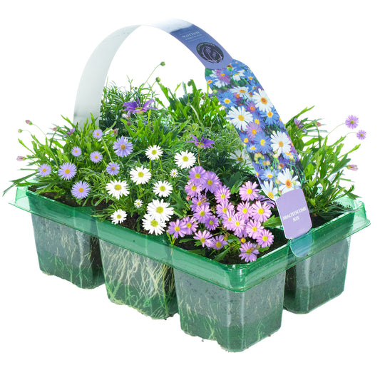 Basket Plants - Brachyscome Mixed Variety (6 Pack)