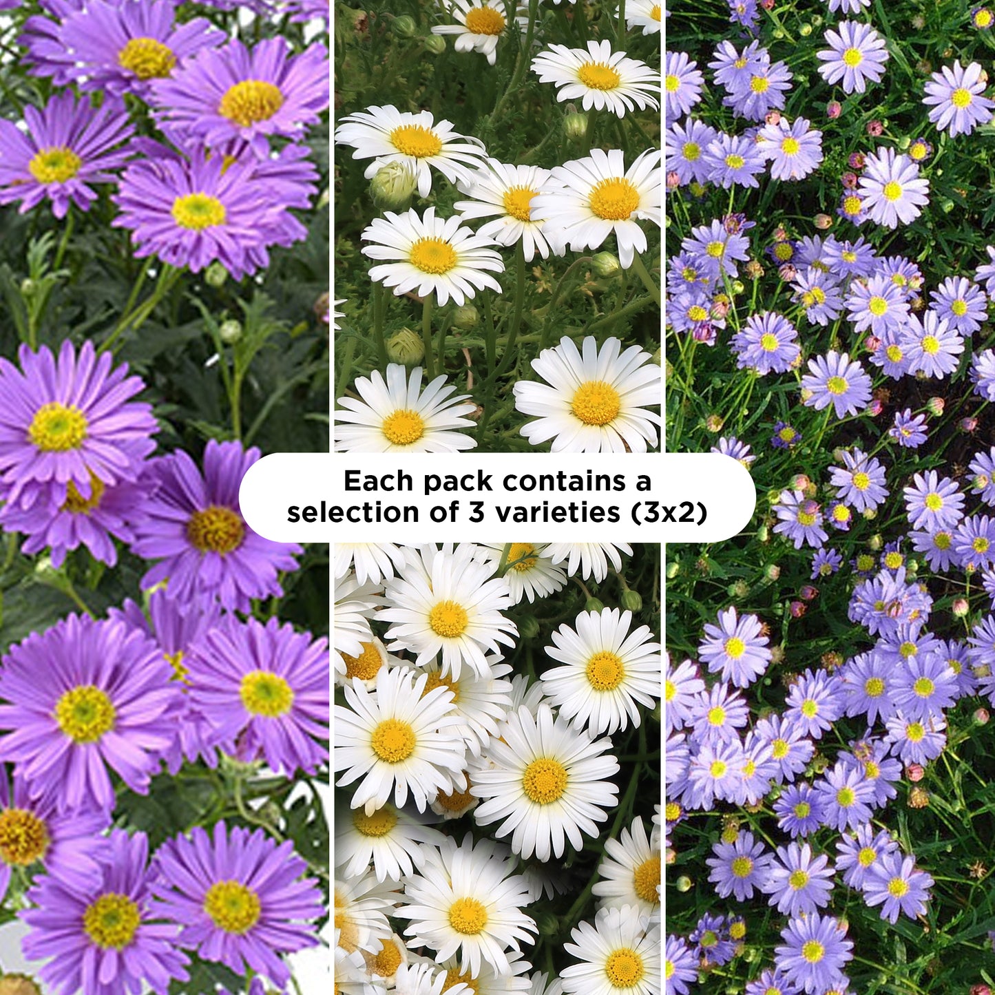 Basket Plants - Brachyscome Mixed Variety (6 Pack)