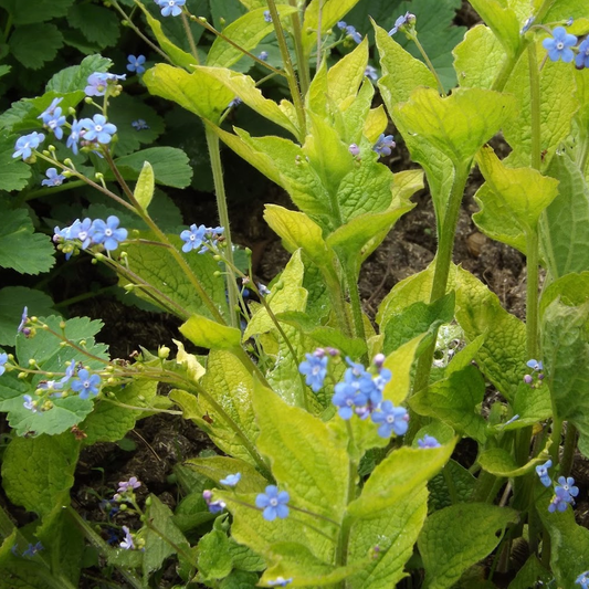 Brunnera Dianes Gold (9cm)