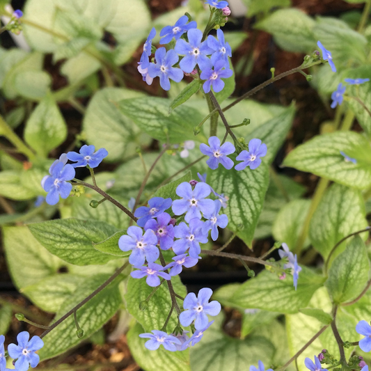 Brunnera Sea Heart (9cm)
