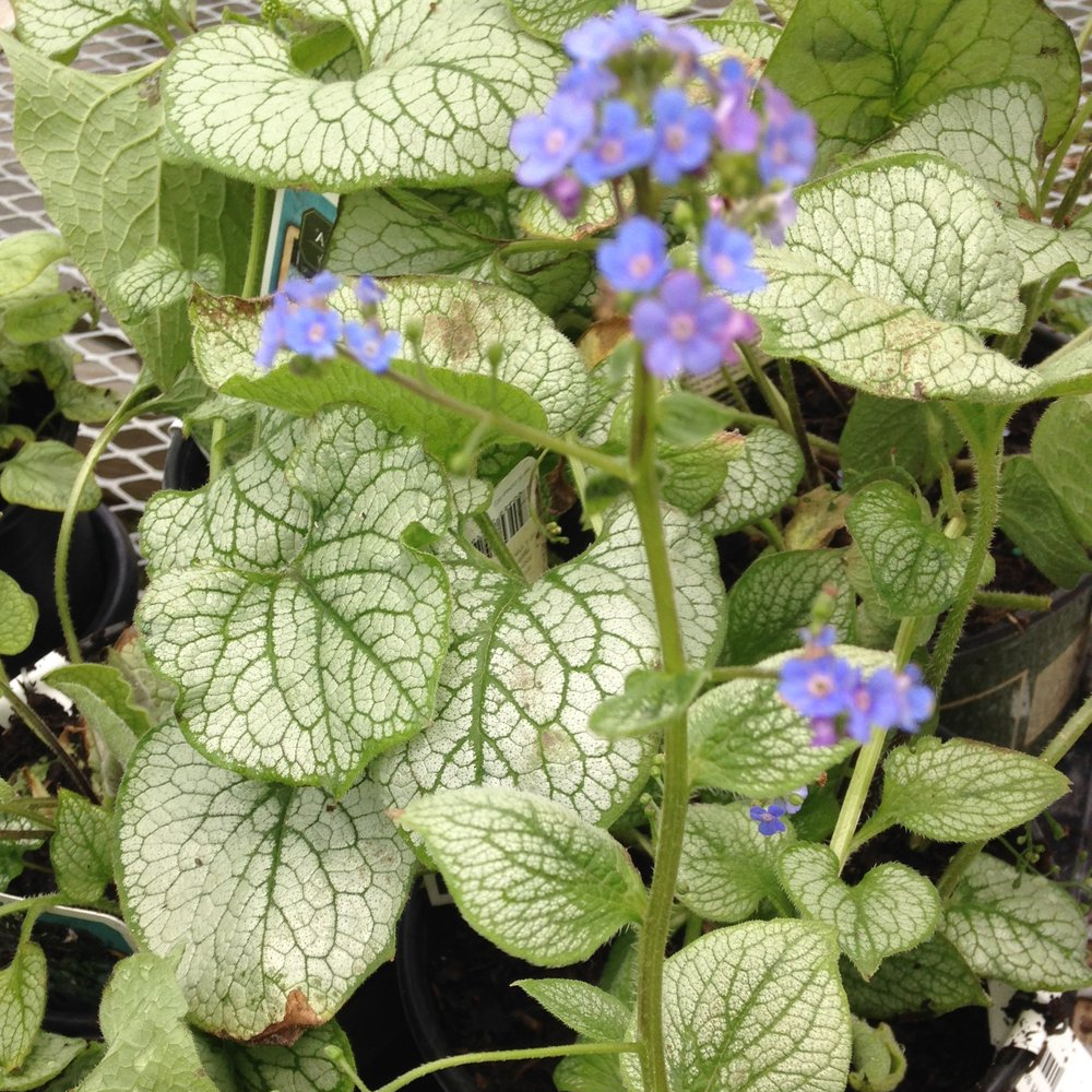 Brunnera Sea Heart (9cm)