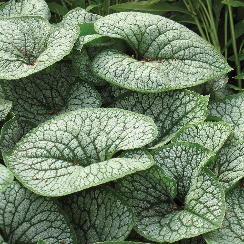 Brunnera Sea Heart (9cm)