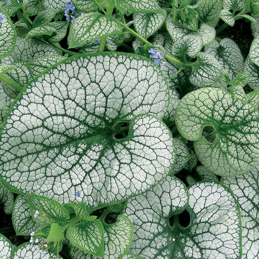 Brunnera Sea Heart (9cm)