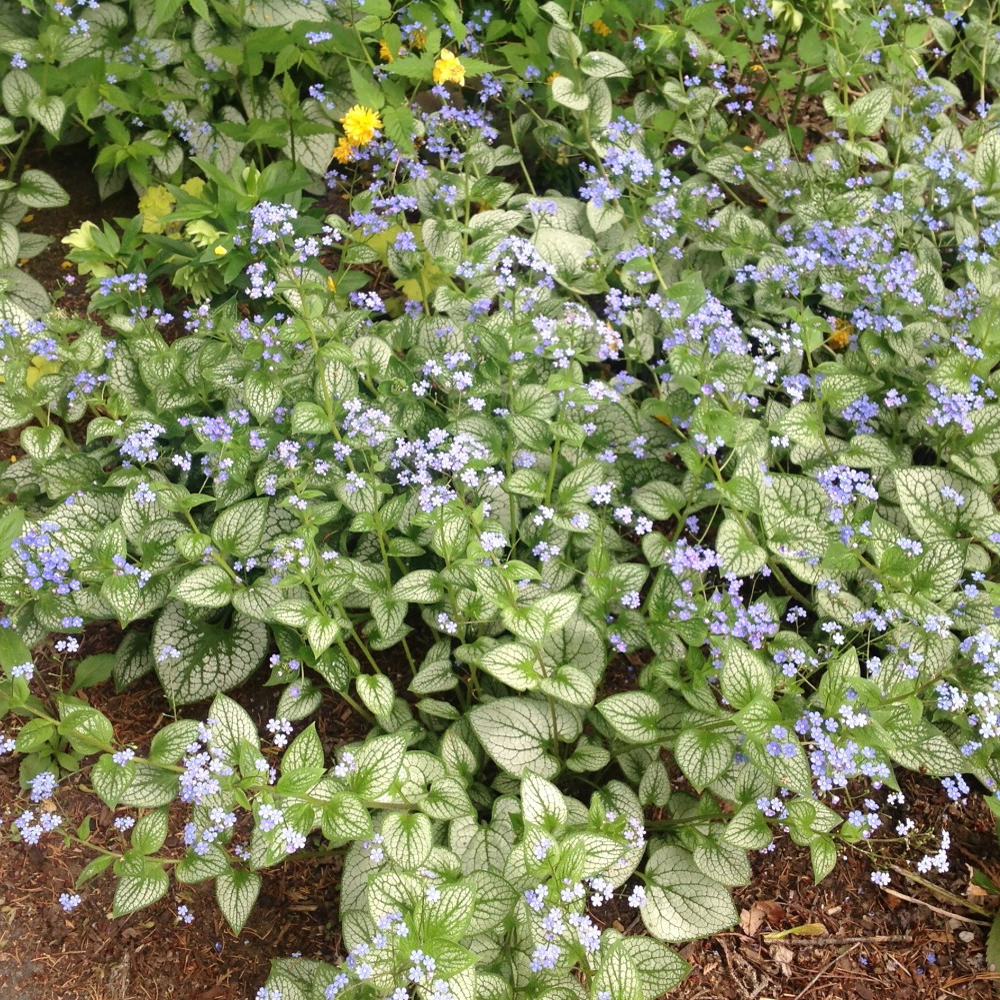 Brunnera Sea Heart (9cm)