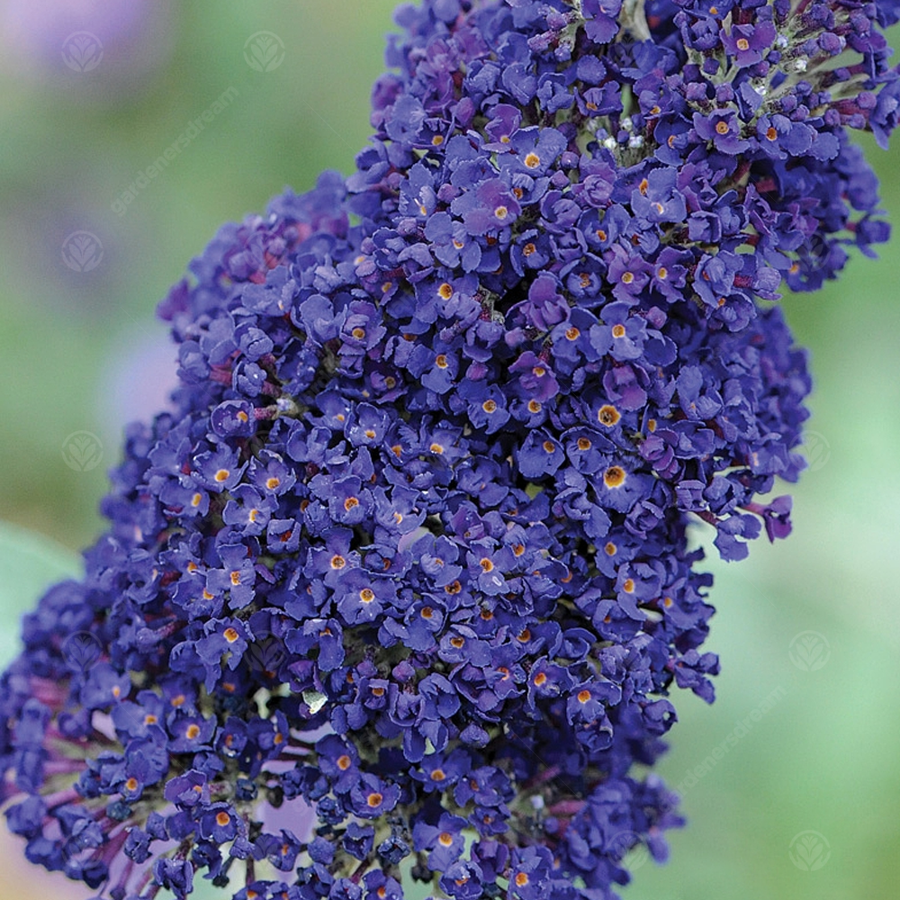 Buddleia Indigo (9cm)