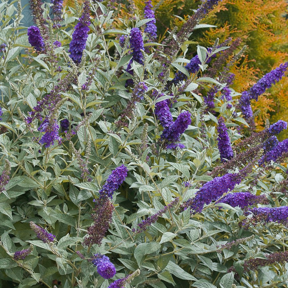 Buddleia Indigo (9cm)