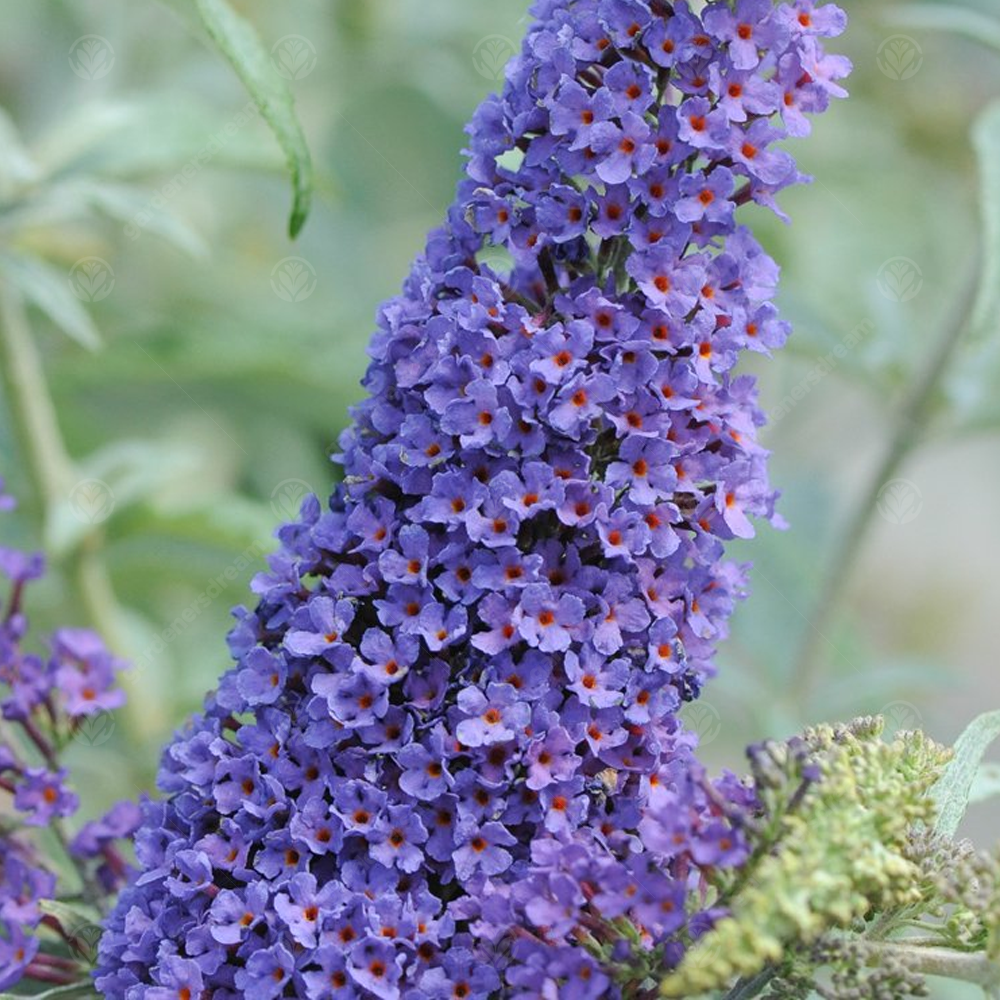 Buddleia Indigo (9cm)