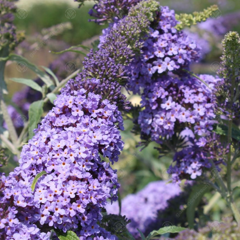 Buddleia Indigo (9cm)