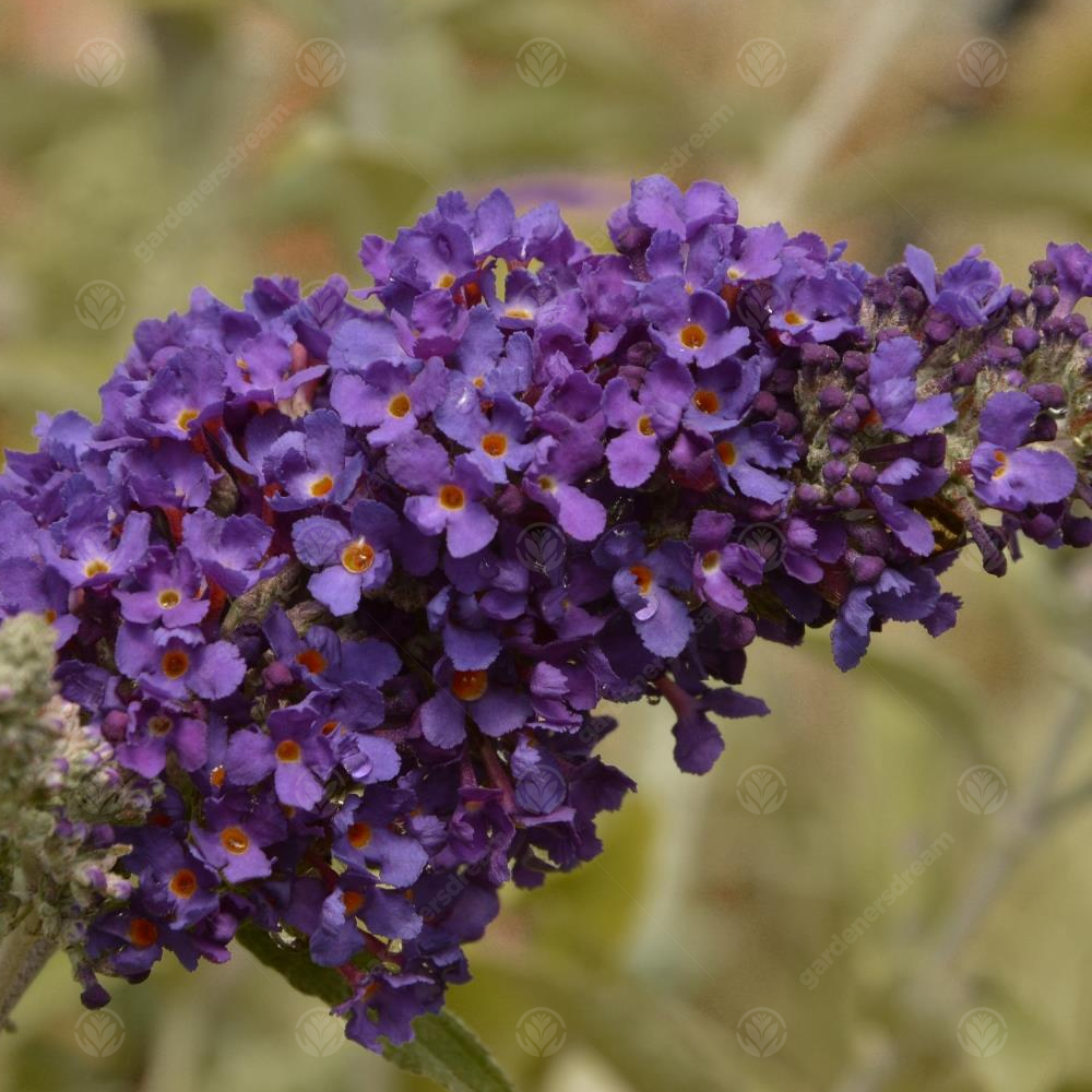 Buddleia Indigo (9cm)